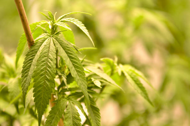 Discover the Simple Steps to Obtain Medical Marijuana Certification in Kentucky