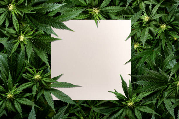 Learn the Insider Tips on Getting Approved for Medical Marijuana in Kentucky