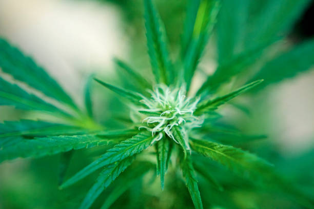 Uncover the Secrets to Qualifying for Medical Cannabis in Kentucky