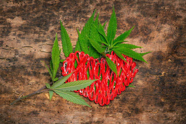 What is the role of healthcare providers in recommending medical cannabis in Kentucky?